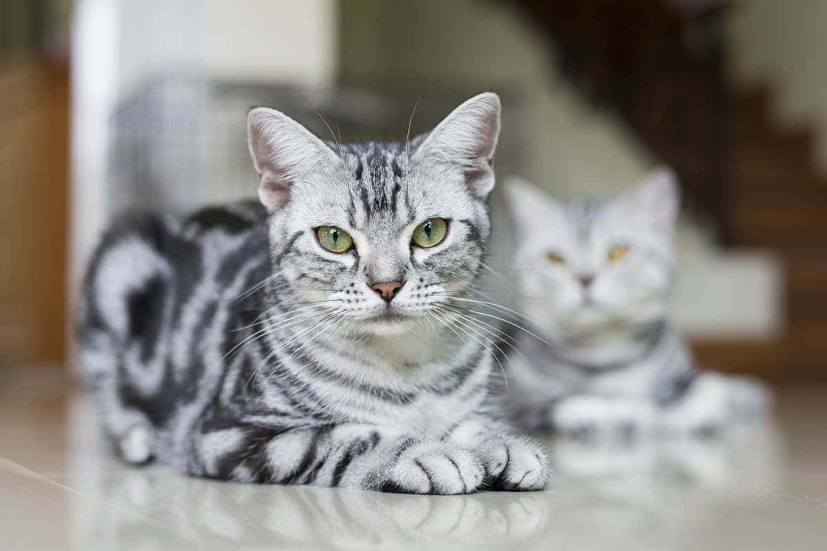 American Shorthair, silver tabby, green eyes, SD Desktop Wallpaper