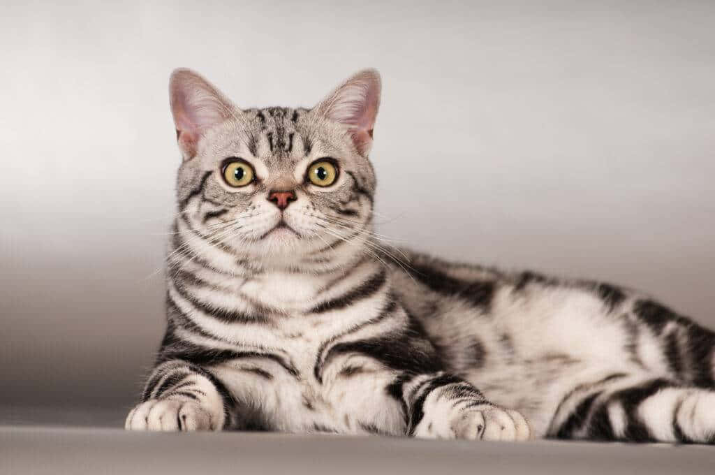 American Shorthair, silver tabby, yellow eyes, SD Desktop Wallpaper