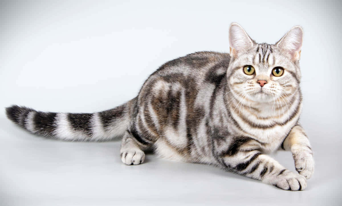 American Shorthair, silver tabby, green eyes, SD Desktop Wallpaper