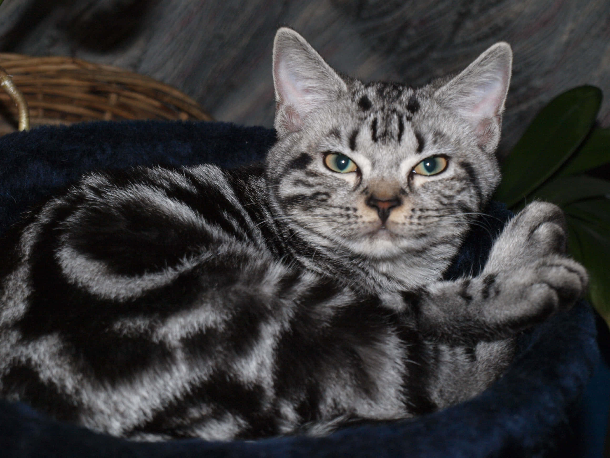 American Shorthair, silver tabby, green eyes, 2K Desktop Wallpaper