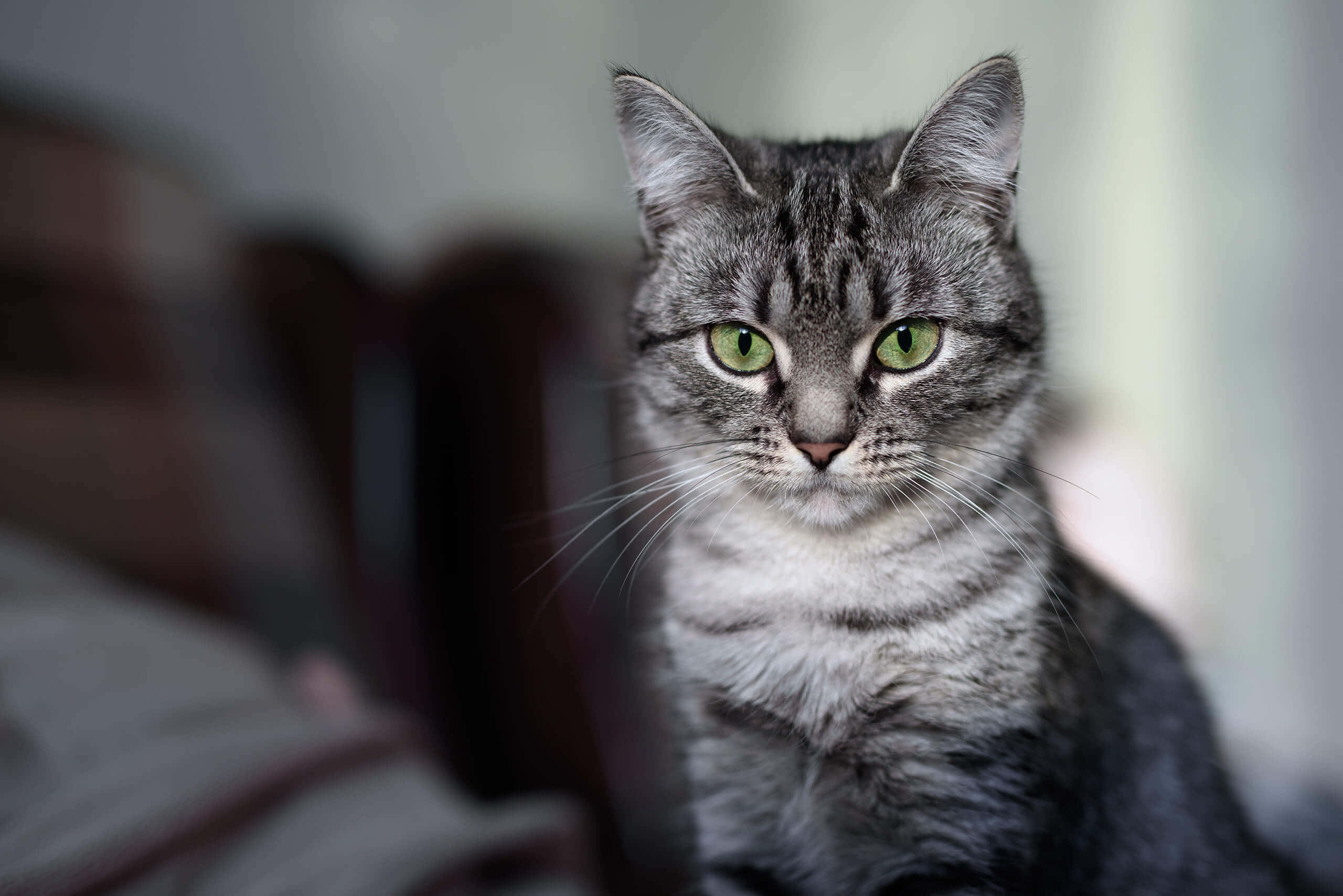 American Shorthair, gray tabby, green eyes, 2K Desktop Wallpaper