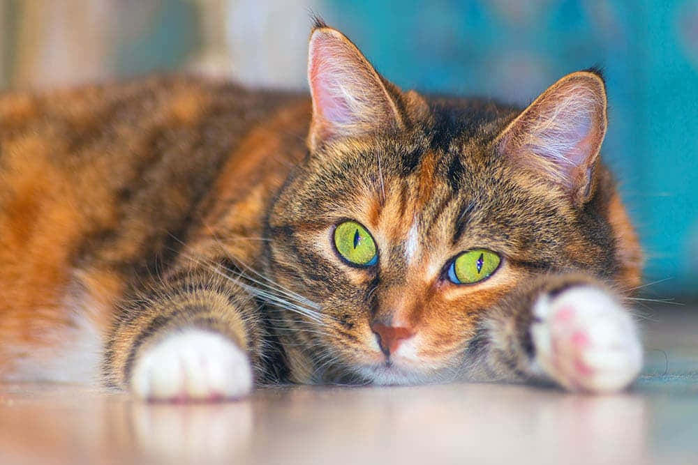 American Shorthair, tabby cat, green eyes, SD Desktop Wallpaper