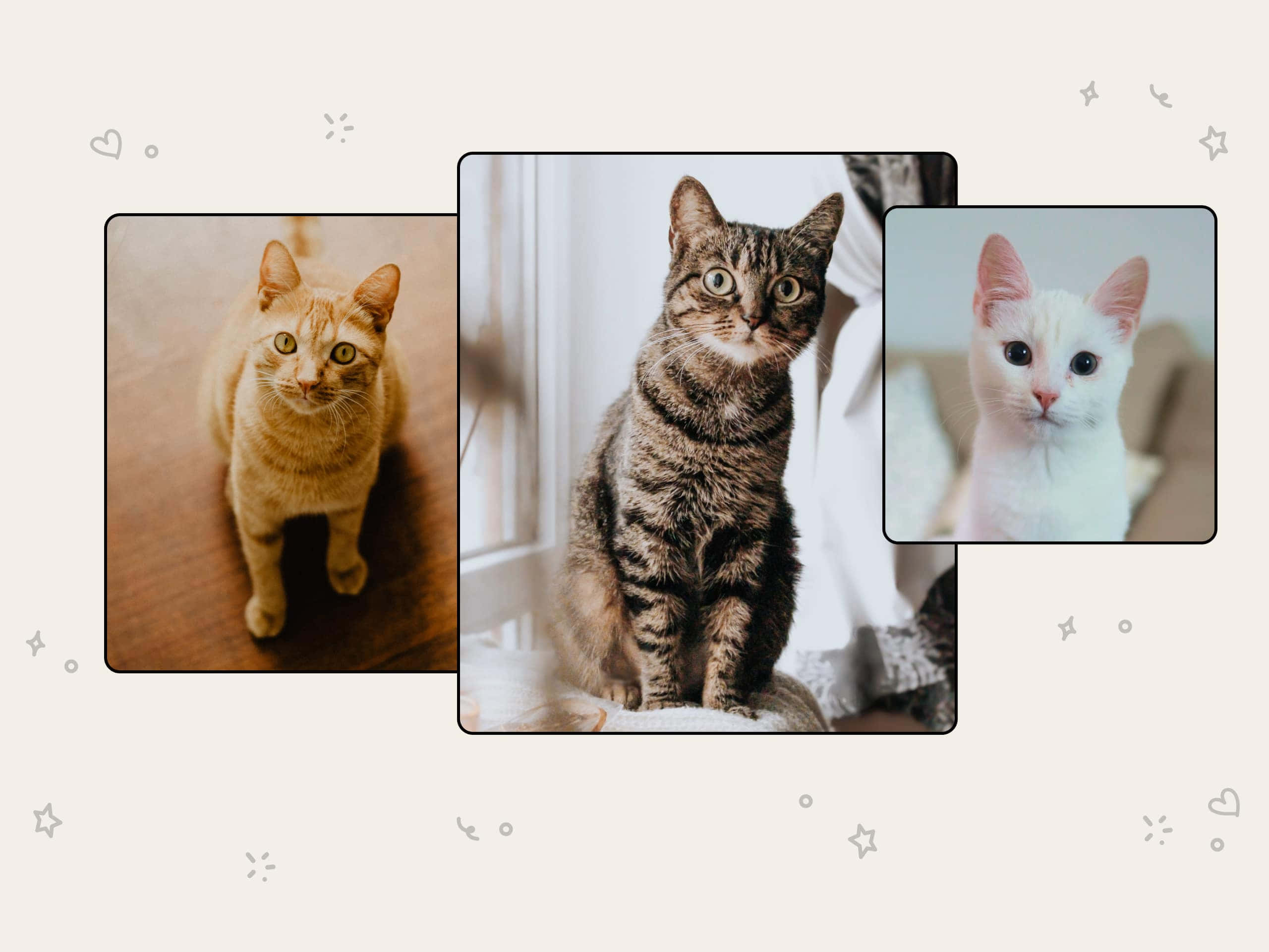 American Shorthair, beige background, star doodles, 2K Desktop Wallpaper