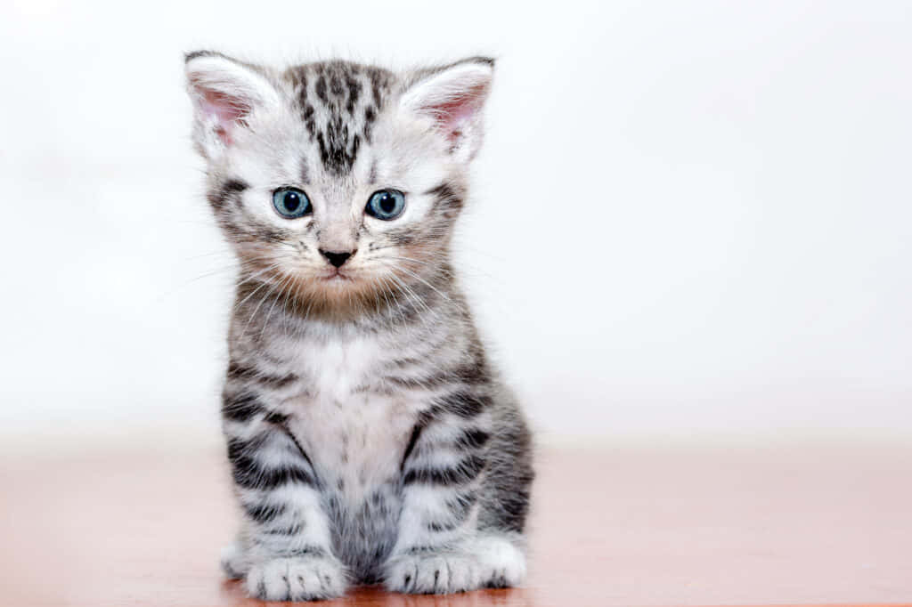 American Shorthair, silver tabby, bright blue eyes, SD Desktop Wallpaper