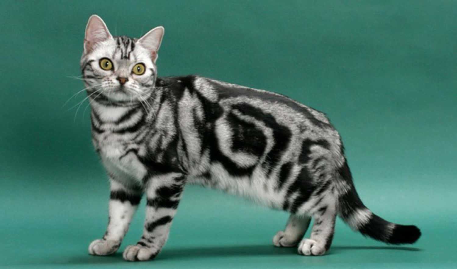 American Shorthair, silver tabby, black markings, HD Desktop Wallpaper