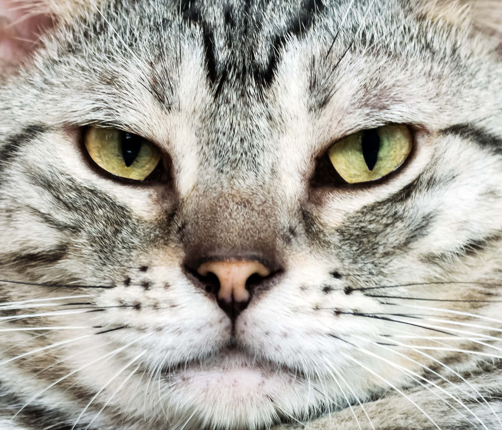 American Shorthair, tabby cat, intense green eyes, HD Desktop Wallpaper