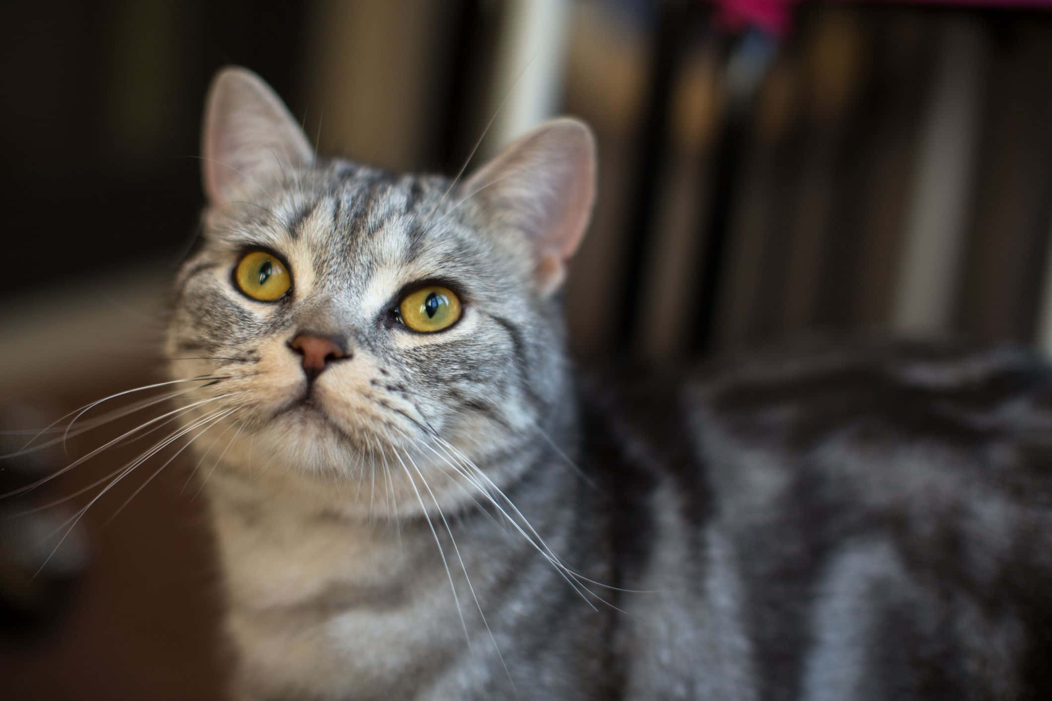 American Shorthair, gray tabby, yellow eyes, Full HD Desktop Wallpaper