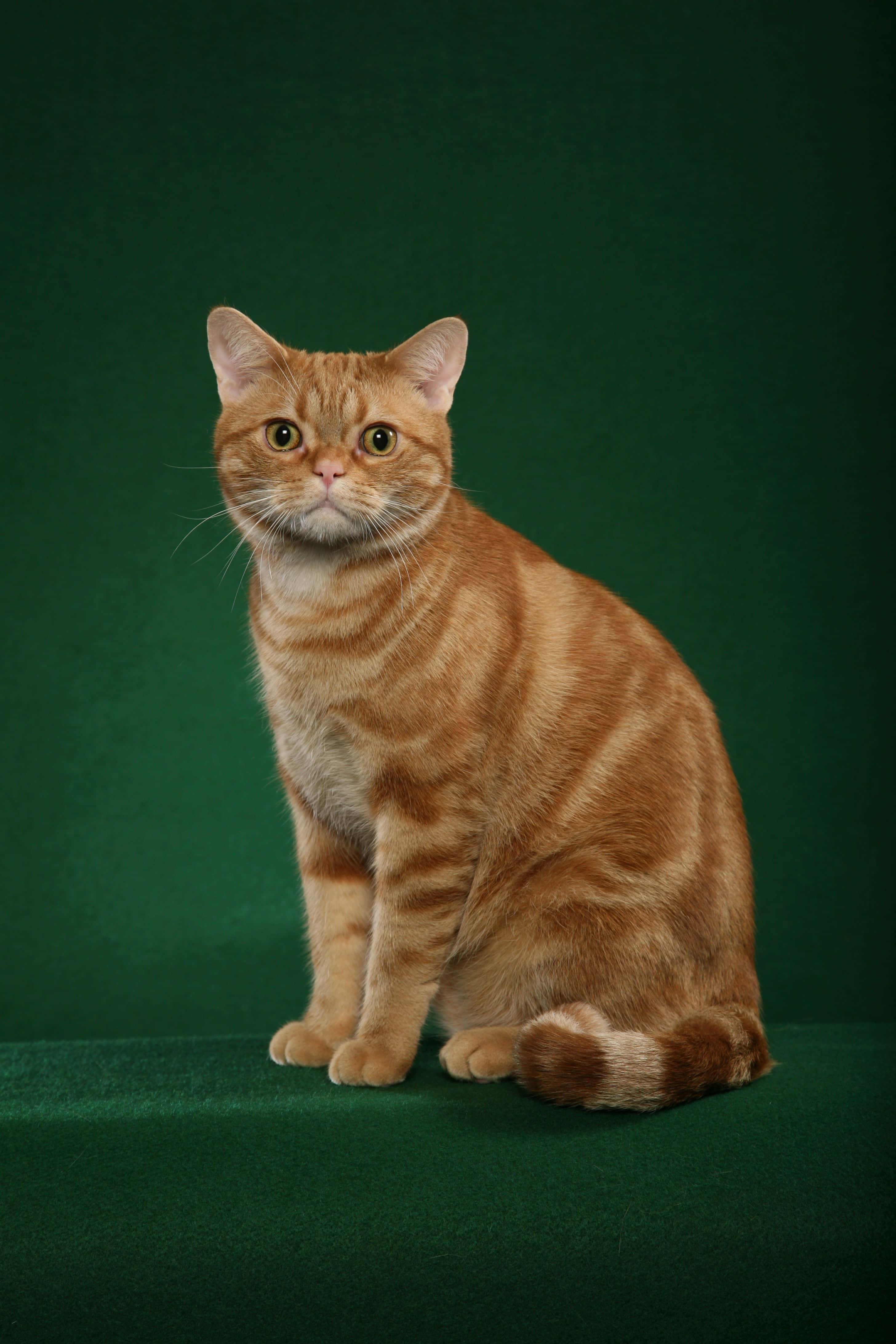 American Shorthair, ginger tabby, yellow eyes, 4K Phone Wallpaper