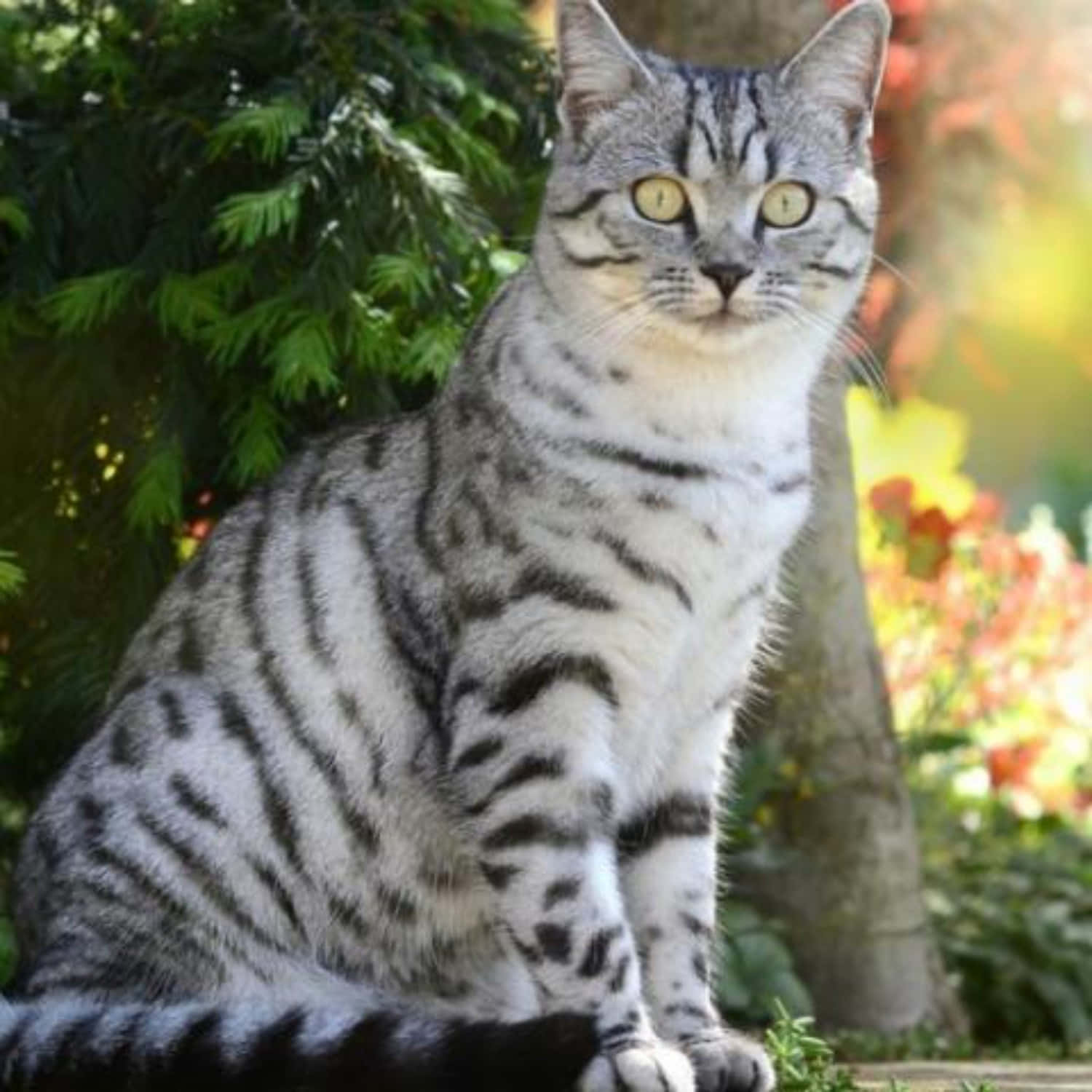 American Shorthair, silver tabby, yellow eyes, HD Desktop Wallpaper