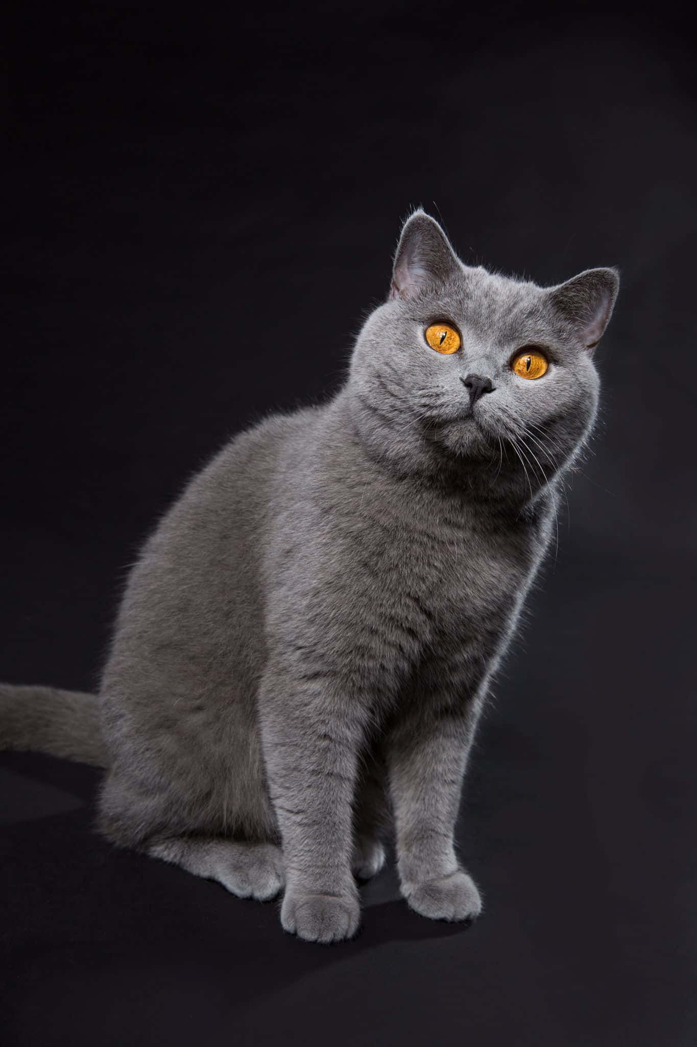 American Shorthair, gray, amber eyes, Full HD Phone Wallpaper