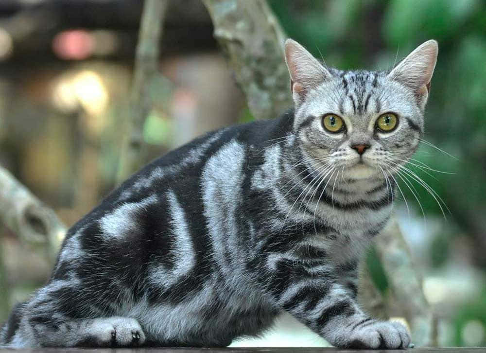 American Shorthair, silver tabby, green eyes, SD Desktop Wallpaper