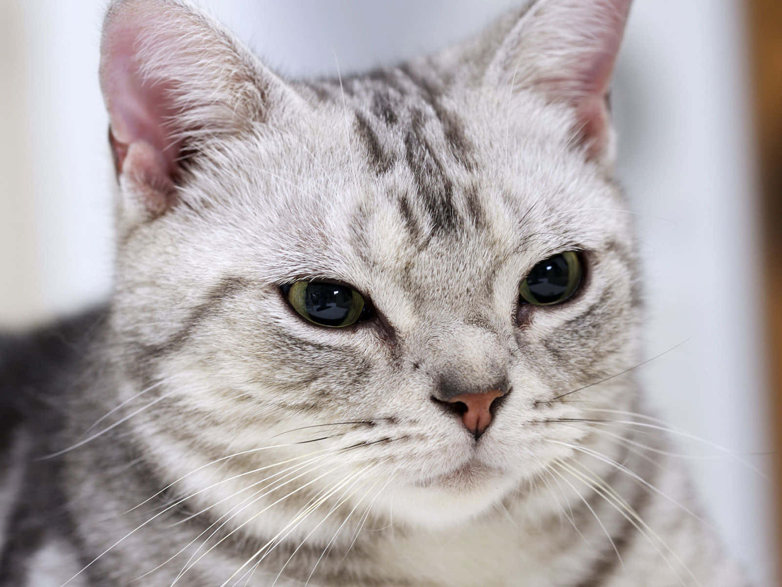 American Shorthair, silver tabby, green eyes, HD Desktop Wallpaper