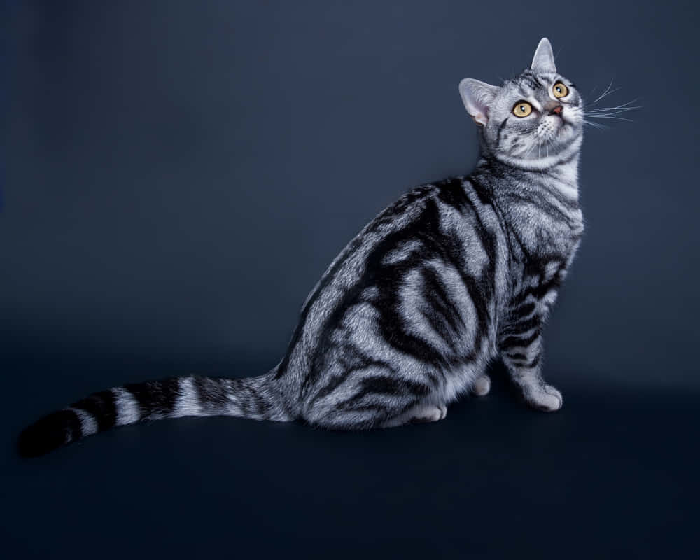 American Shorthair, silver tabby, yellow eyes, SD Desktop Wallpaper