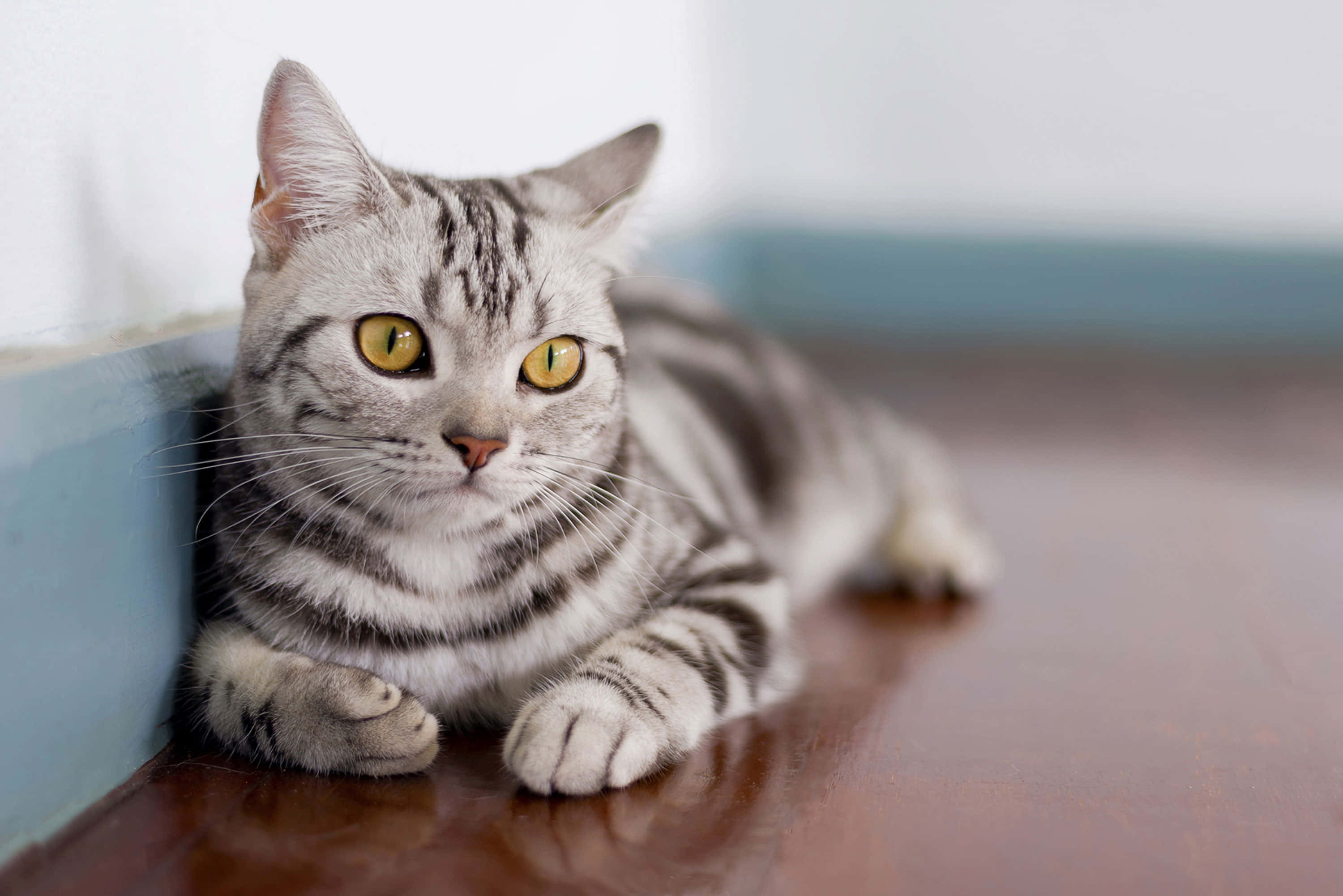 American Shorthair, silver tabby, yellow eyes, 2K Desktop Wallpaper