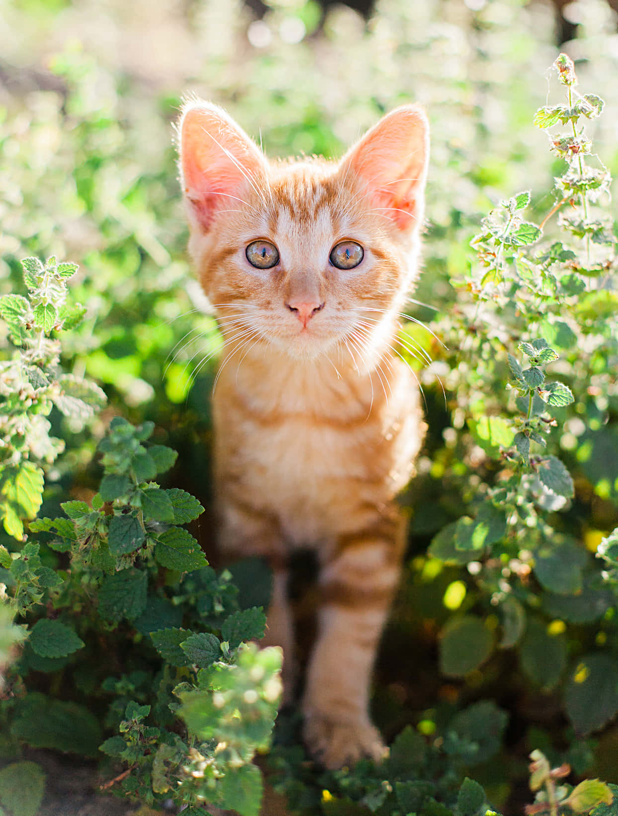American Shorthair, orange tabby, golden eyes, HD Phone Wallpaper