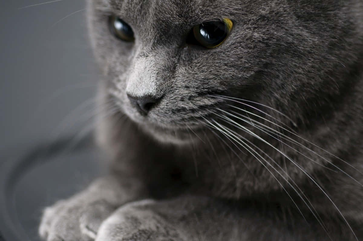 American Shorthair, grey cat, intense eyes, SD Desktop Wallpaper