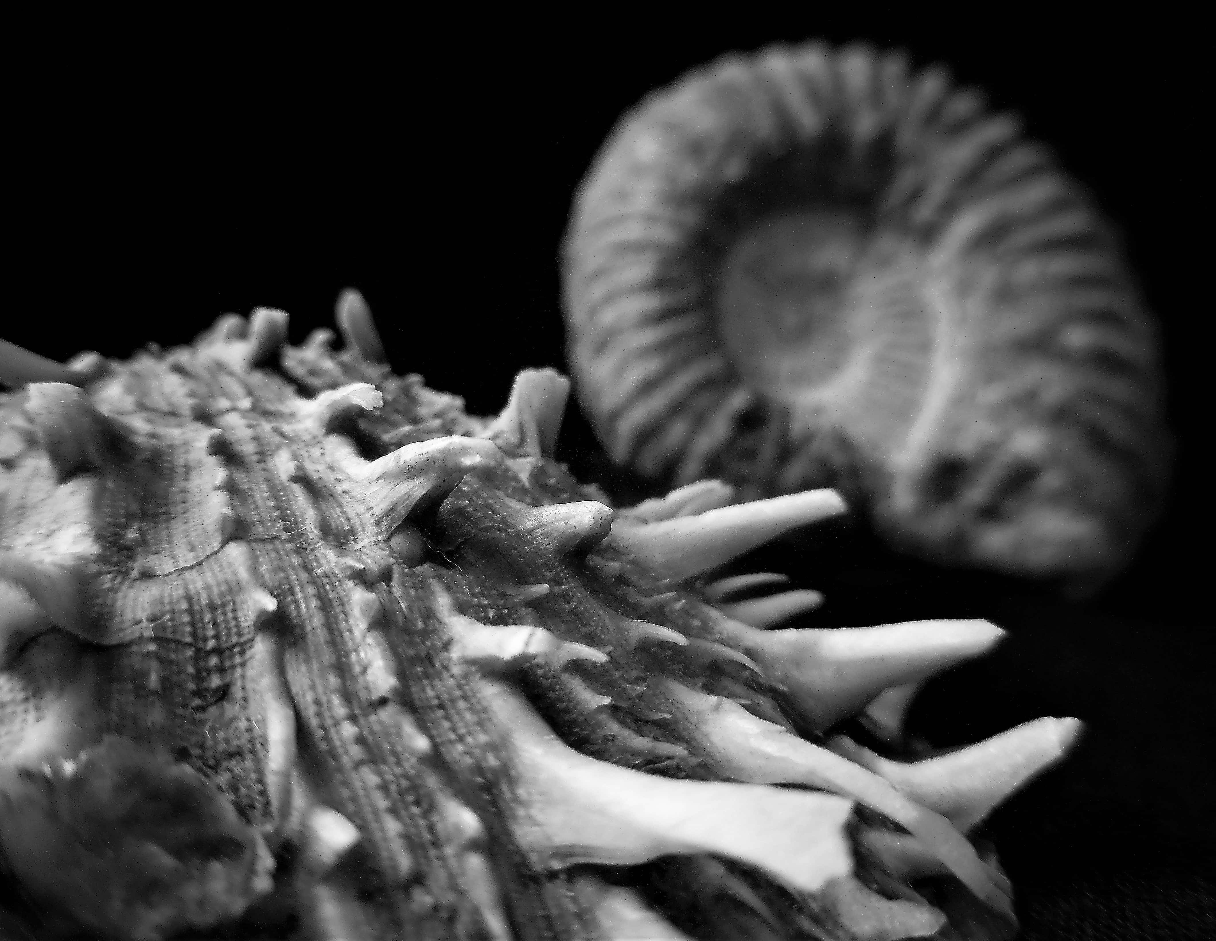 ammonite fossil, black background, sharp spiky sea shell, 4K Desktop Wallpaper