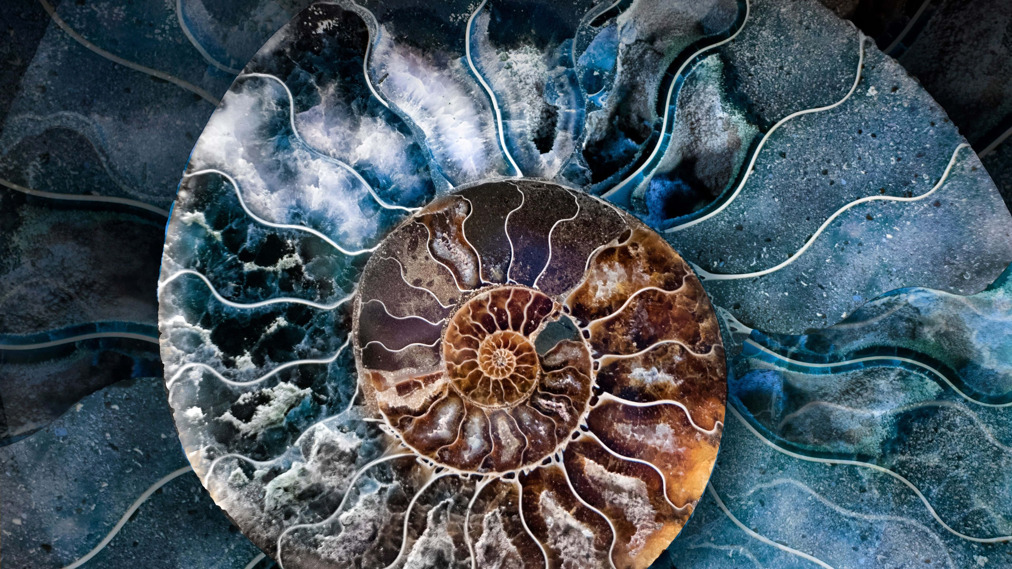 ammonite fossil, brown chambers, swirling blue and white marble background, 4K Desktop Wallpaper