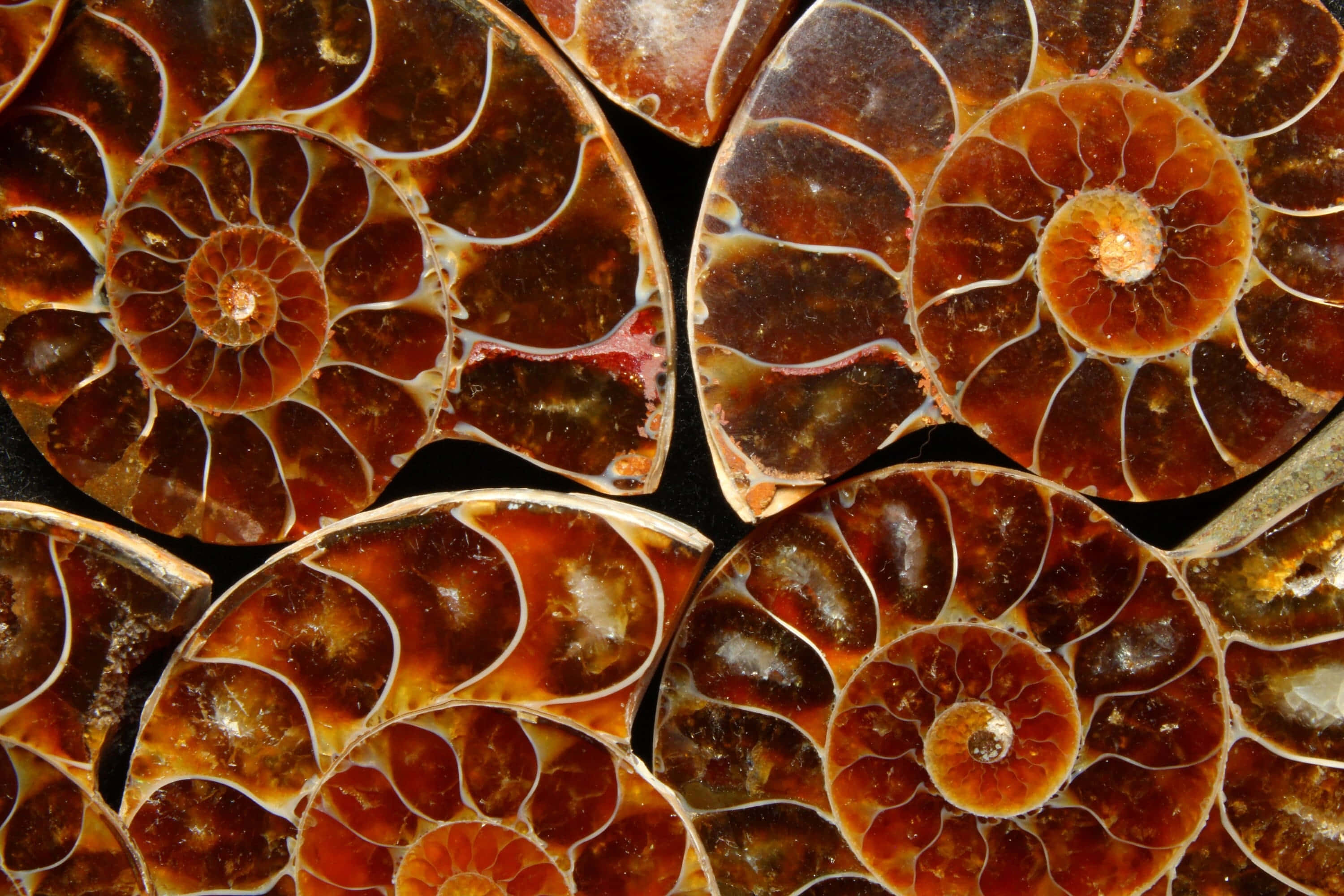 ammonite fossil cross sections, polished ammonite fossils, spiral chambers, 2K Desktop Wallpaper