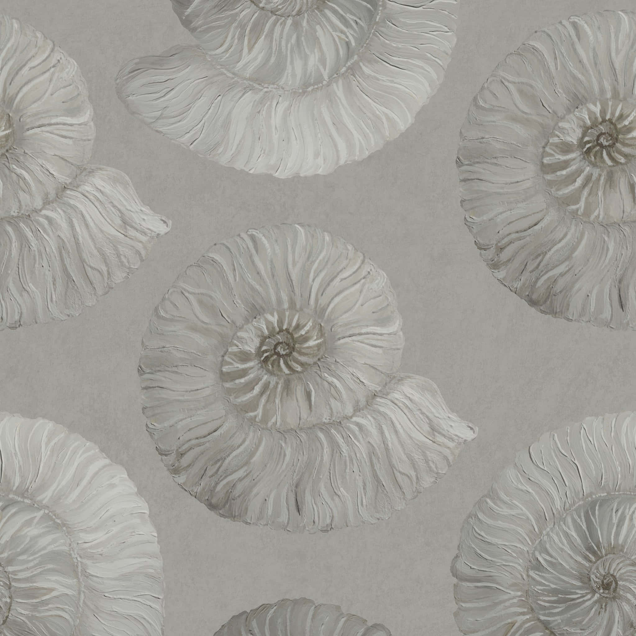 fossilized ammonite spirals, white ammonite fossils, muted gray background, Full HD Desktop Wallpaper