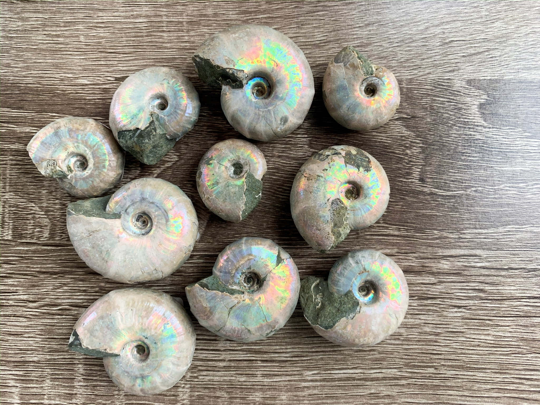 iridescent ammonite fossils, rainbow sheens, textured wooden surface, Full HD Desktop Wallpaper