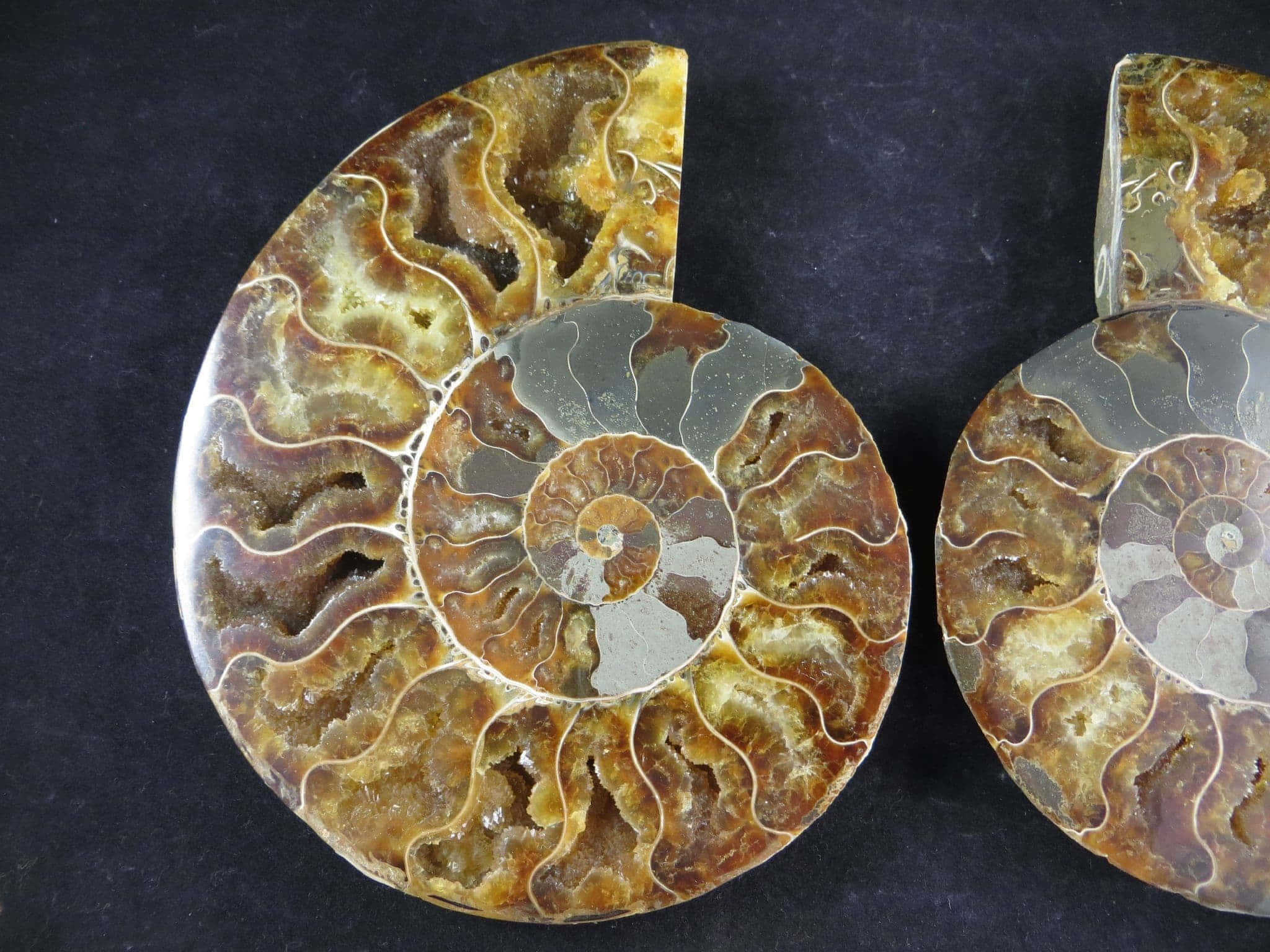 polished ammonite fossils, intricate spiral chambers, earthy brown amber hues, Full HD Desktop Wallpaper