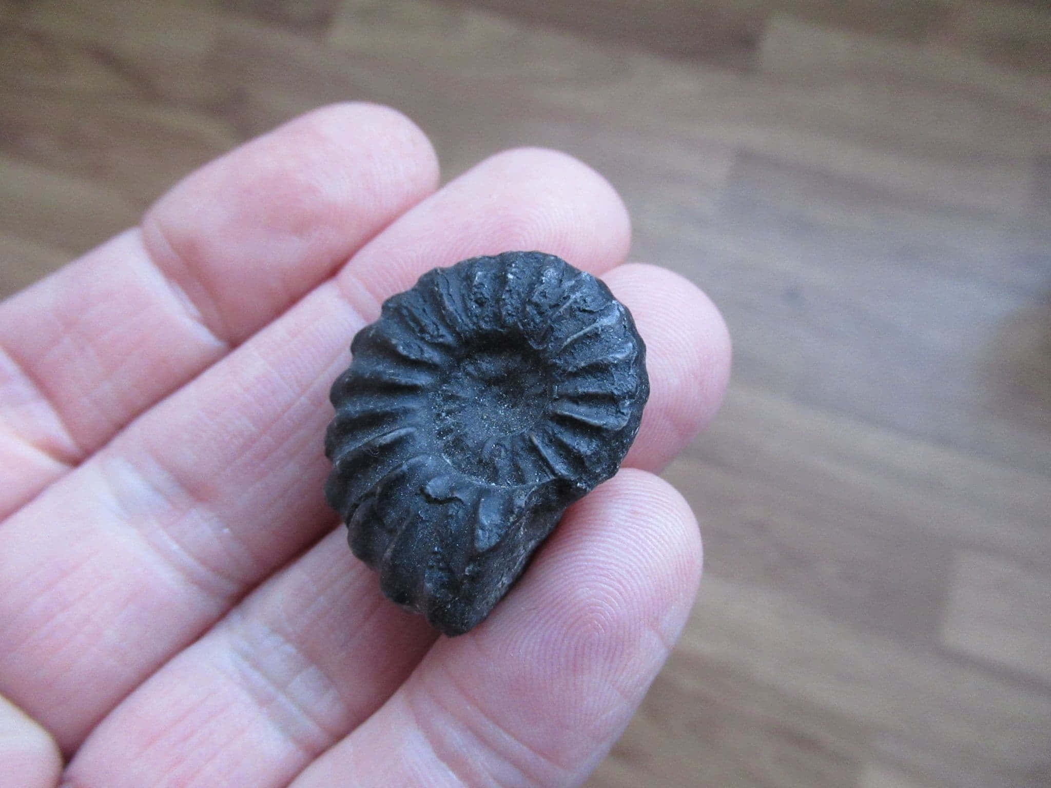 fossilized ammonite, dark gray, intricate spiral ridges, Full HD Desktop Wallpaper