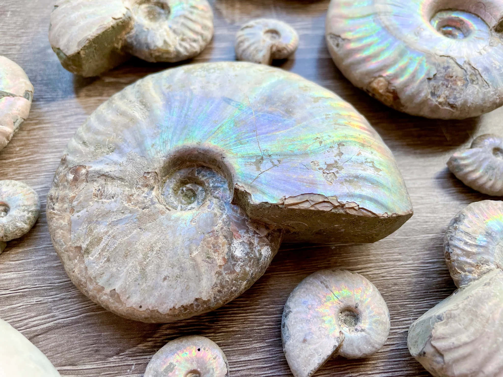 iridescent ammonite fossil, rainbow hues, textured wooden surface, Full HD Desktop Wallpaper