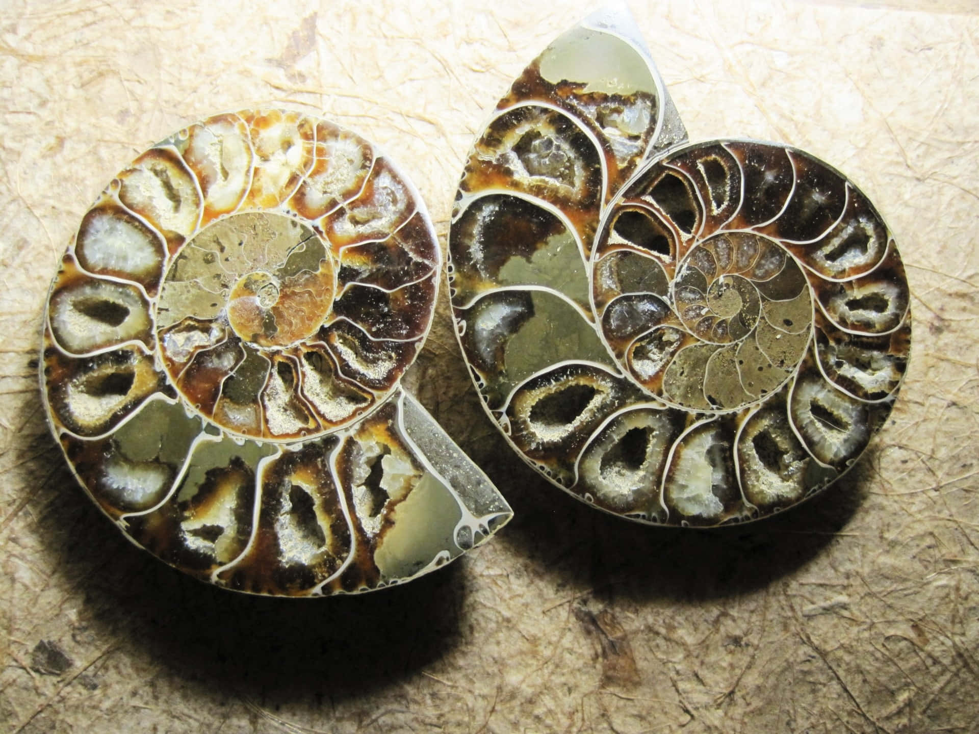 polished ammonite fossils, intricate chambered spirals, textured brown paper surface, Full HD Desktop Wallpaper