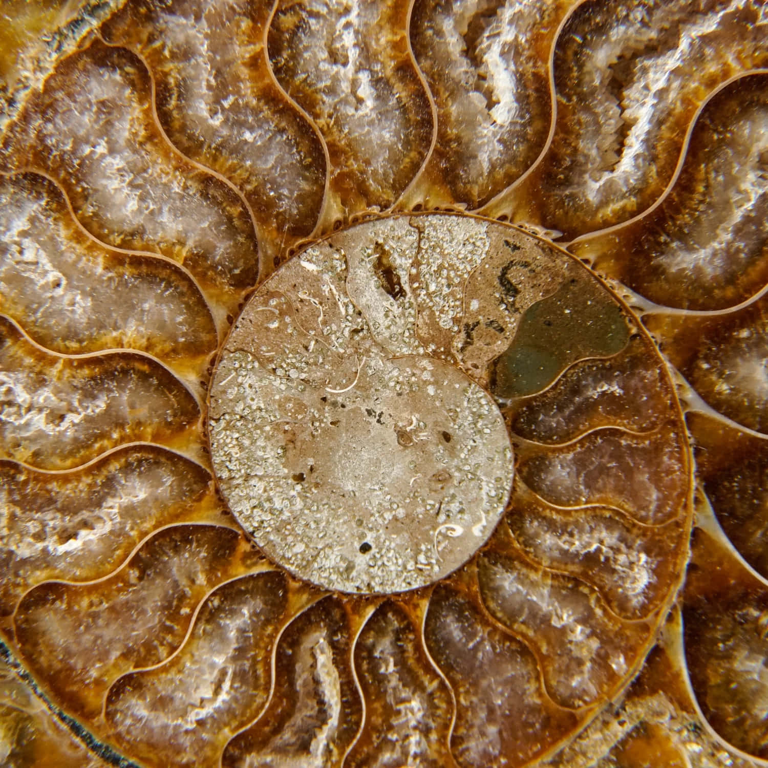 ammonite fossil, spiral chambers, earthy brown, HD Desktop Wallpaper