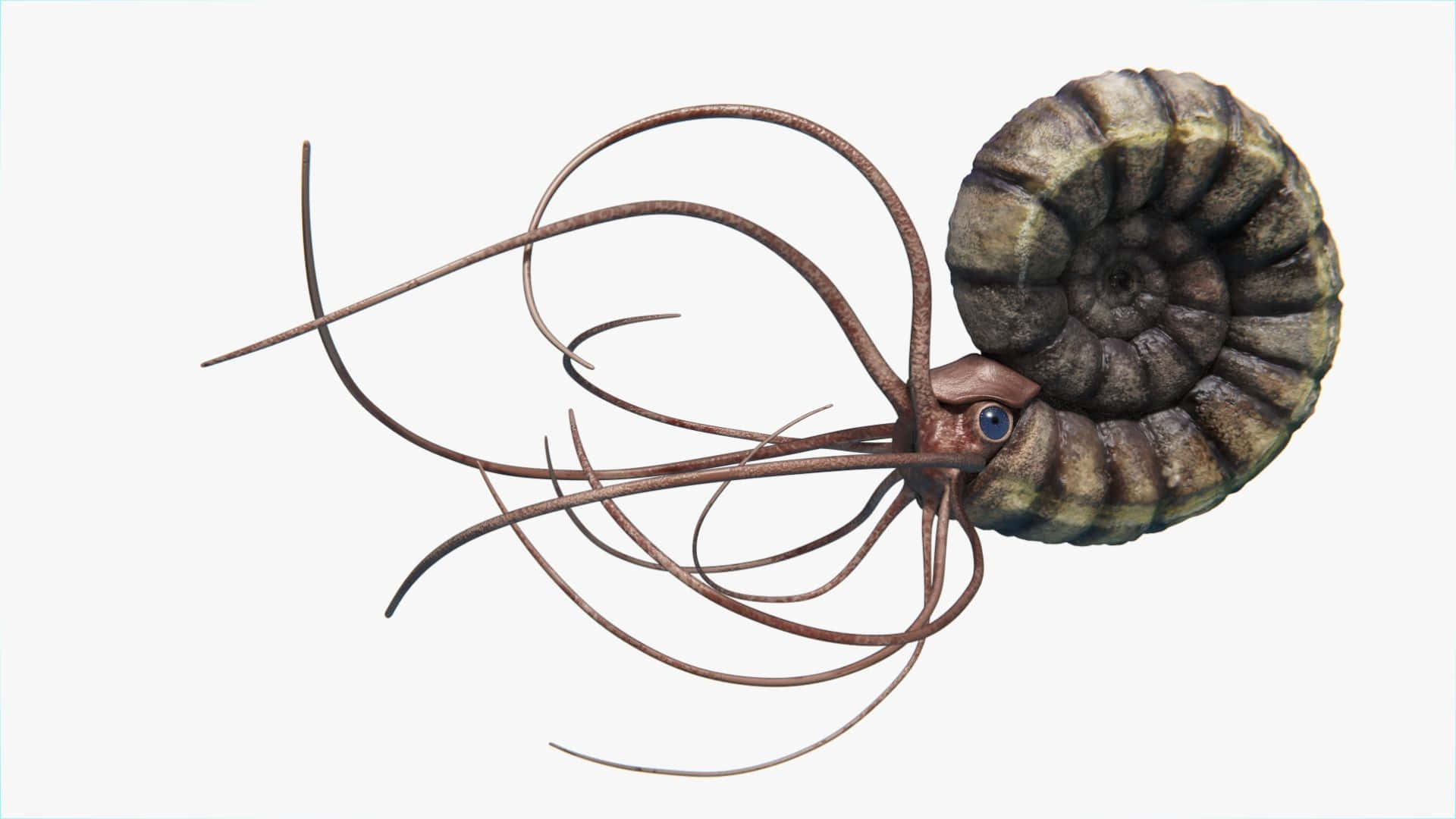 ammonite, spiraled shell, long tentacles, Full HD Desktop Wallpaper
