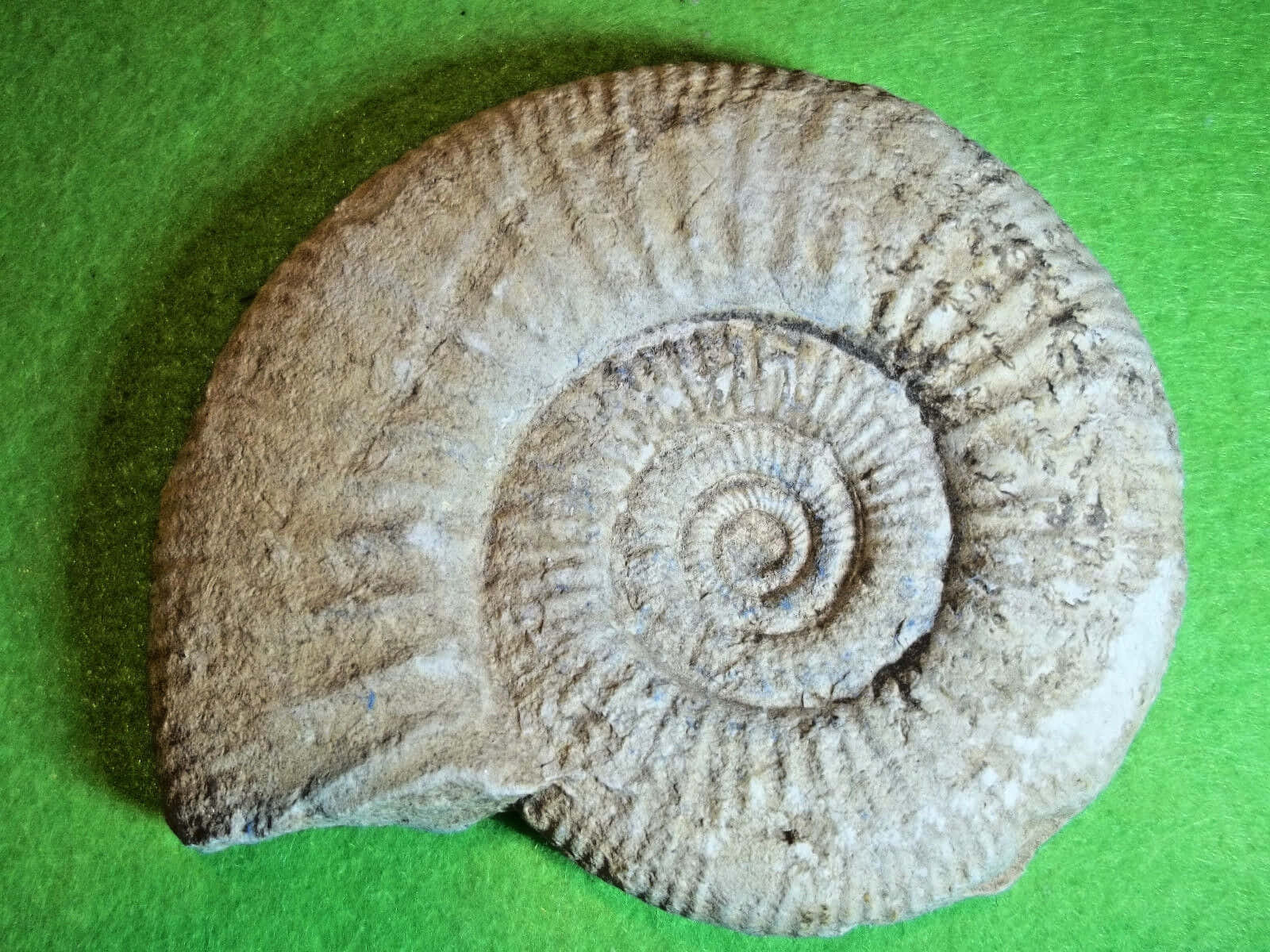 fossilized ammonite, textured ridges, vibrant green felt background, HD Desktop Wallpaper