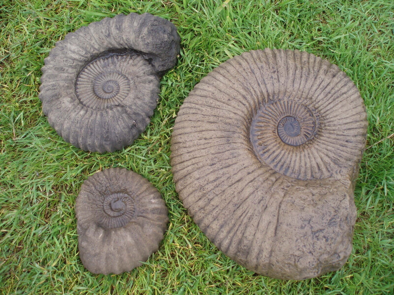 ammonite fossil, ribbed spiral shells, vibrant green grass, HD Desktop Wallpaper