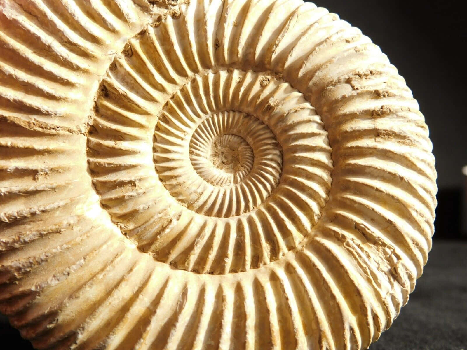 fossilized ammonite, beige, spiral ridges, HD Desktop Wallpaper