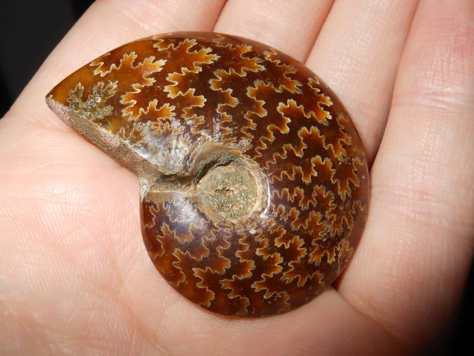 polished ammonite fossil, brown and gold leaf-like patterns, spiral shell, HD Desktop Wallpaper