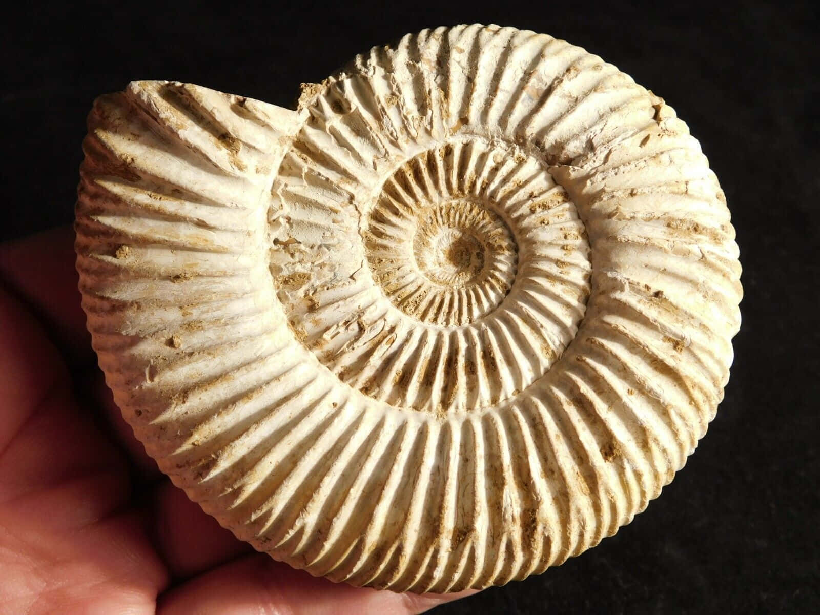 fossilized ammonite, cream-colored, ribbed spiral patterns, HD Desktop Wallpaper