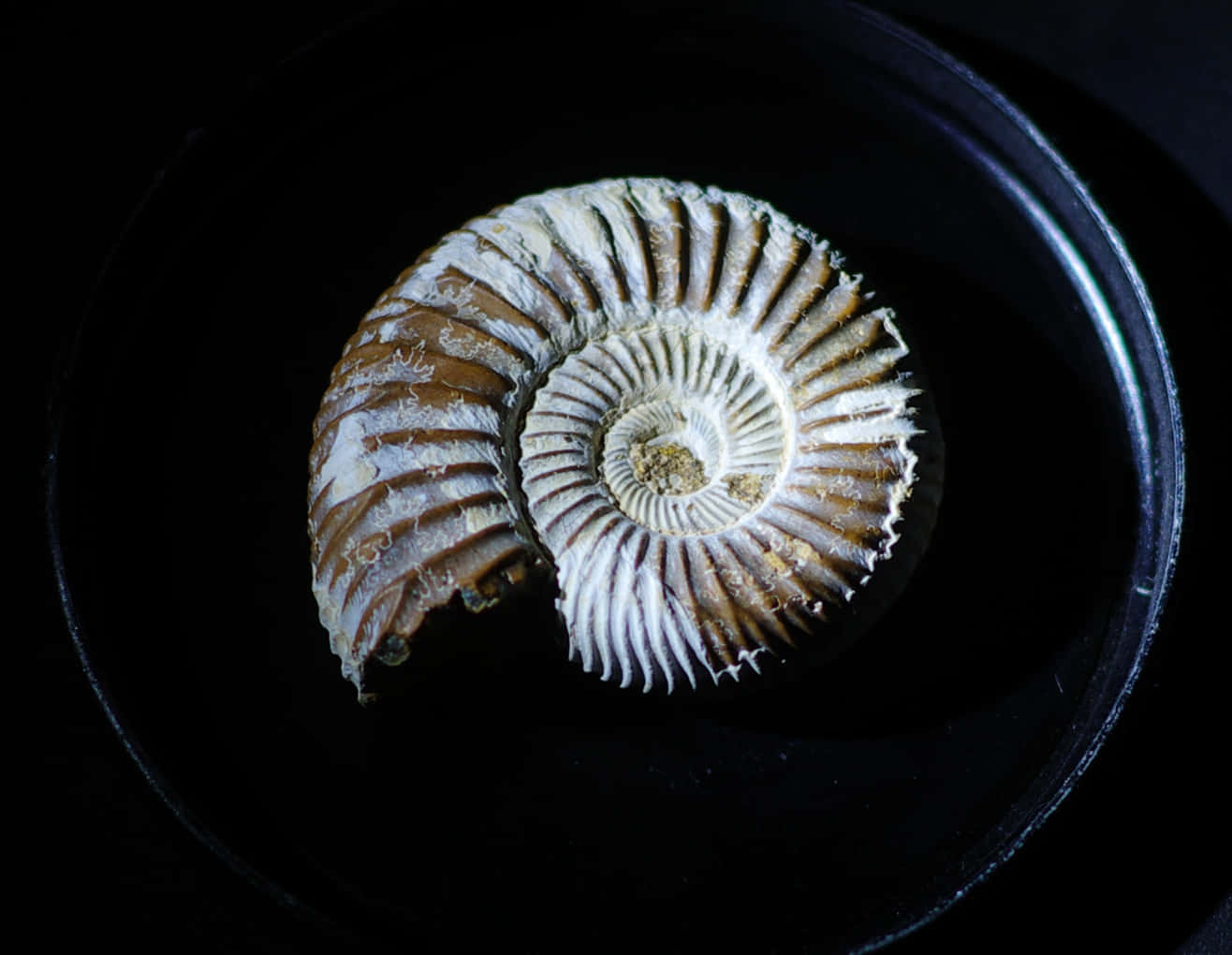 ammonite fossil, brown and white ridges, dark circular container, HD Desktop Wallpaper