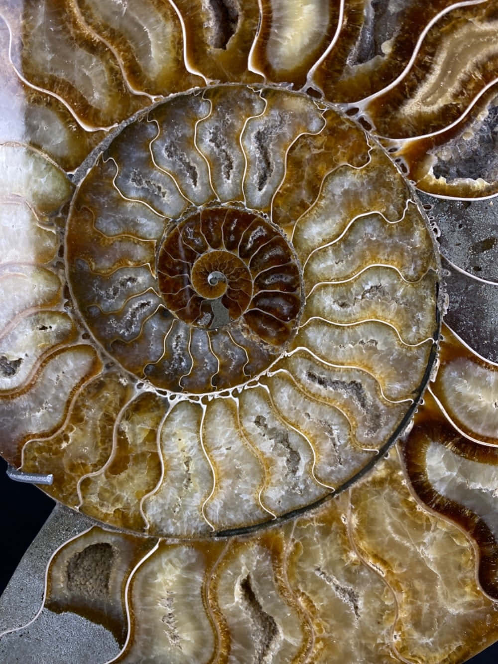 polished ammonite fossil, intricate spiral chambers, warm amber, HD Phone Wallpaper