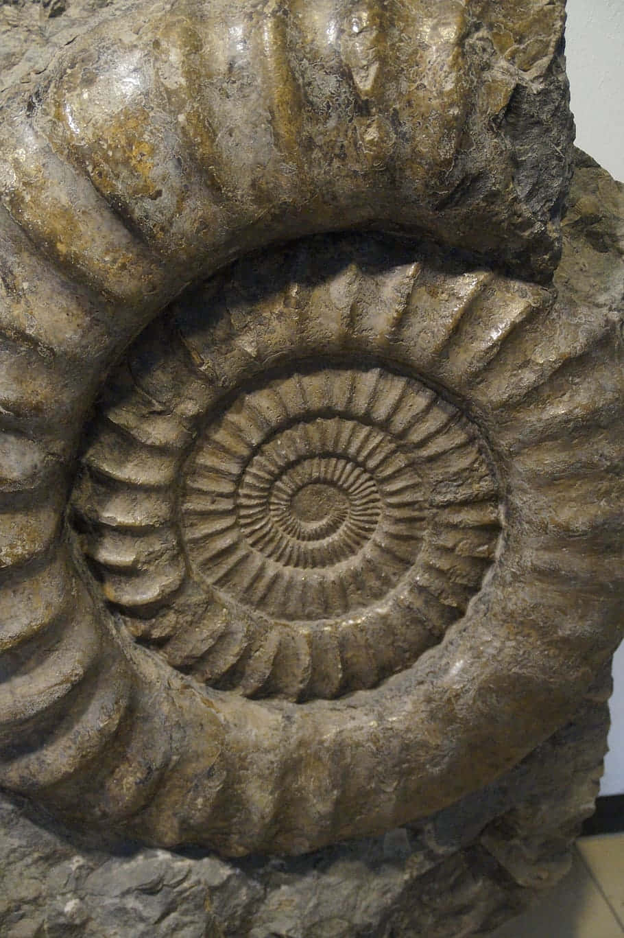 fossilized ammonite, spiral ammonite fossil, rough rock, HD Phone Wallpaper
