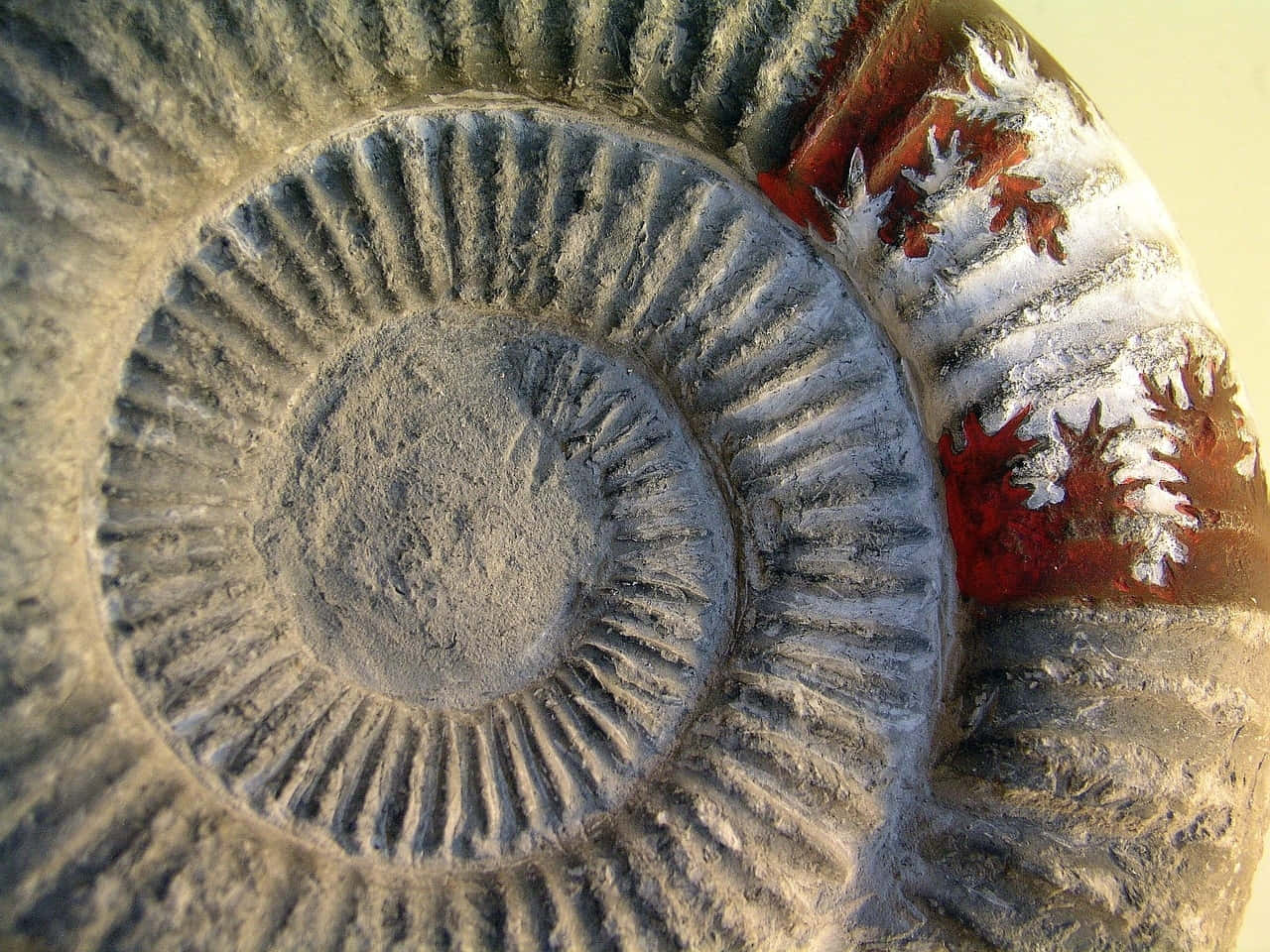 fossilized ammonite, spiral ridges, red and white mineralized section, HD Desktop Wallpaper