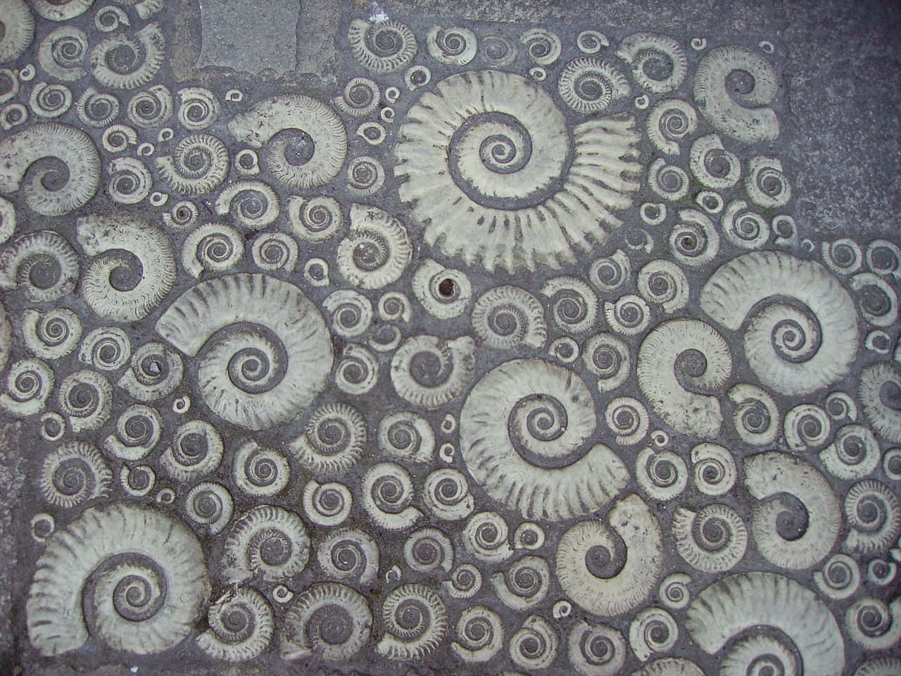 ammonite fossils, pavement texture, stone surface, HD Desktop Wallpaper