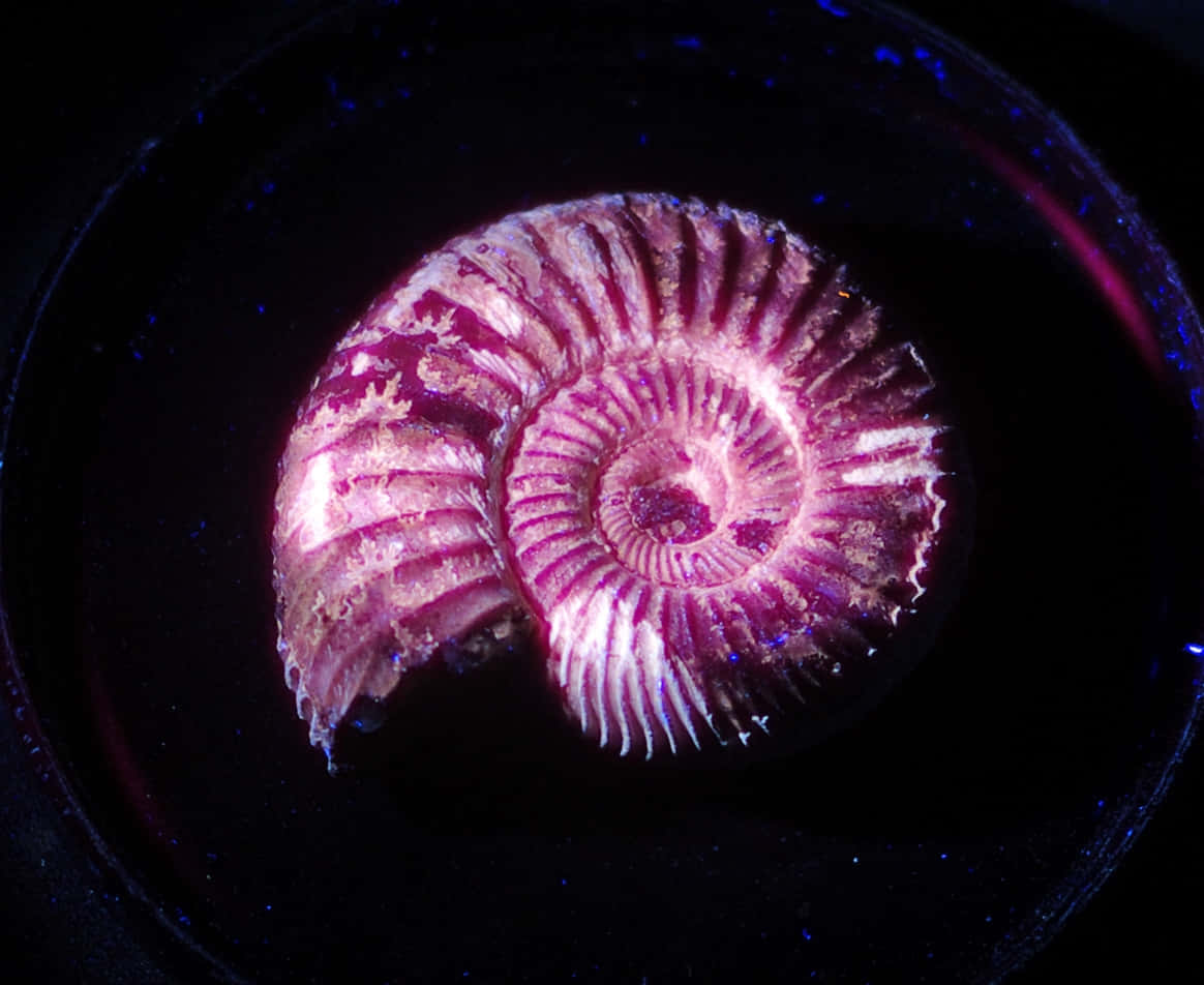 illuminated ammonite fossil, vibrant purple, ultraviolet light, SD Desktop Wallpaper