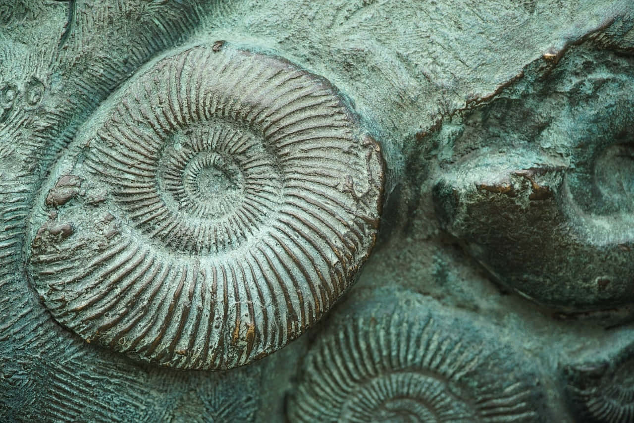 fossilized ammonite, bronze wall, spiral ammonite fossils, HD Desktop Wallpaper