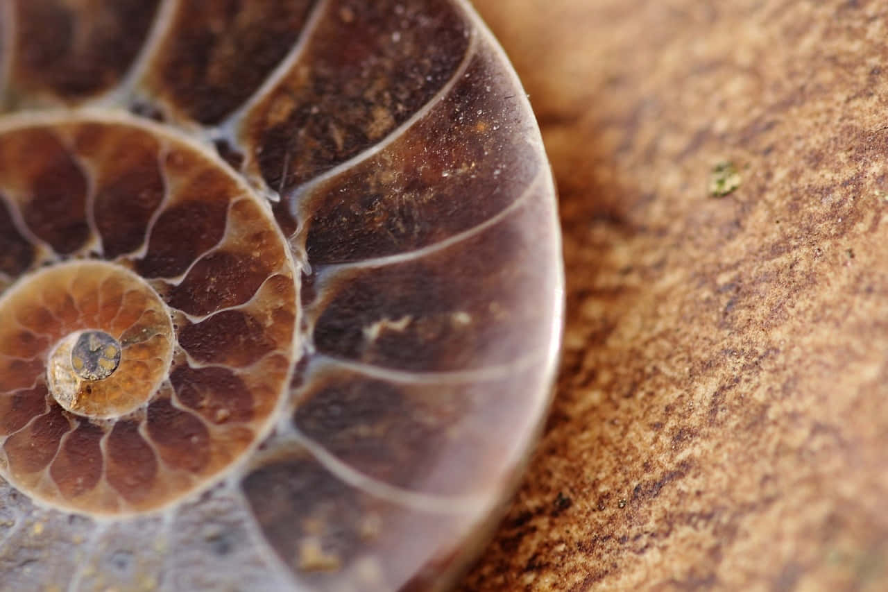 ammonite fossil, polished ammonite fossil, brown and amber spiral chambers, HD Desktop Wallpaper