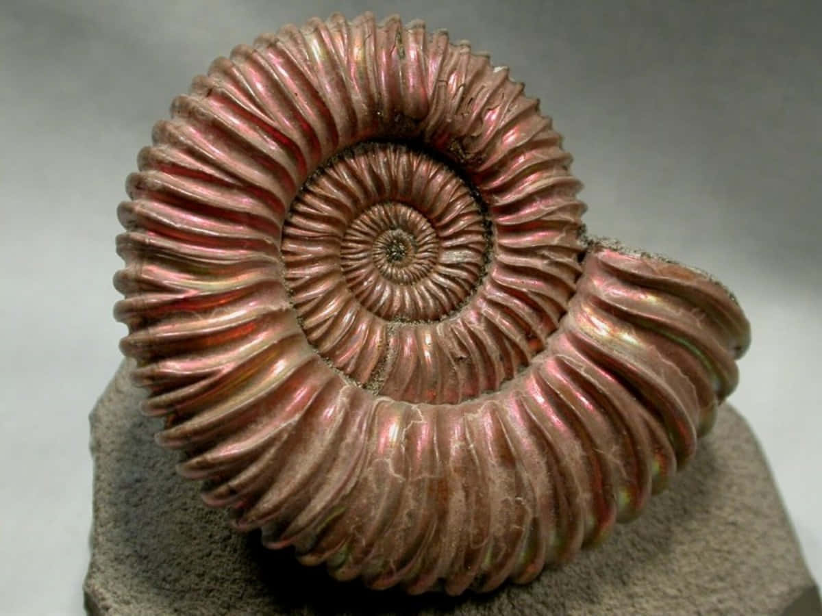 polished ammonite fossil, iridescent pink and copper hues, rough gray rock, SD Desktop Wallpaper