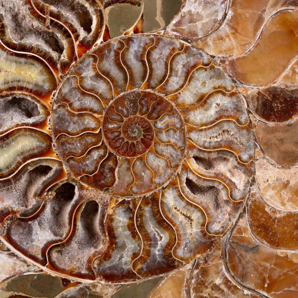 ammonite fossil, polished ammonite fossil, intricate spiral chambers, SD Desktop Wallpaper