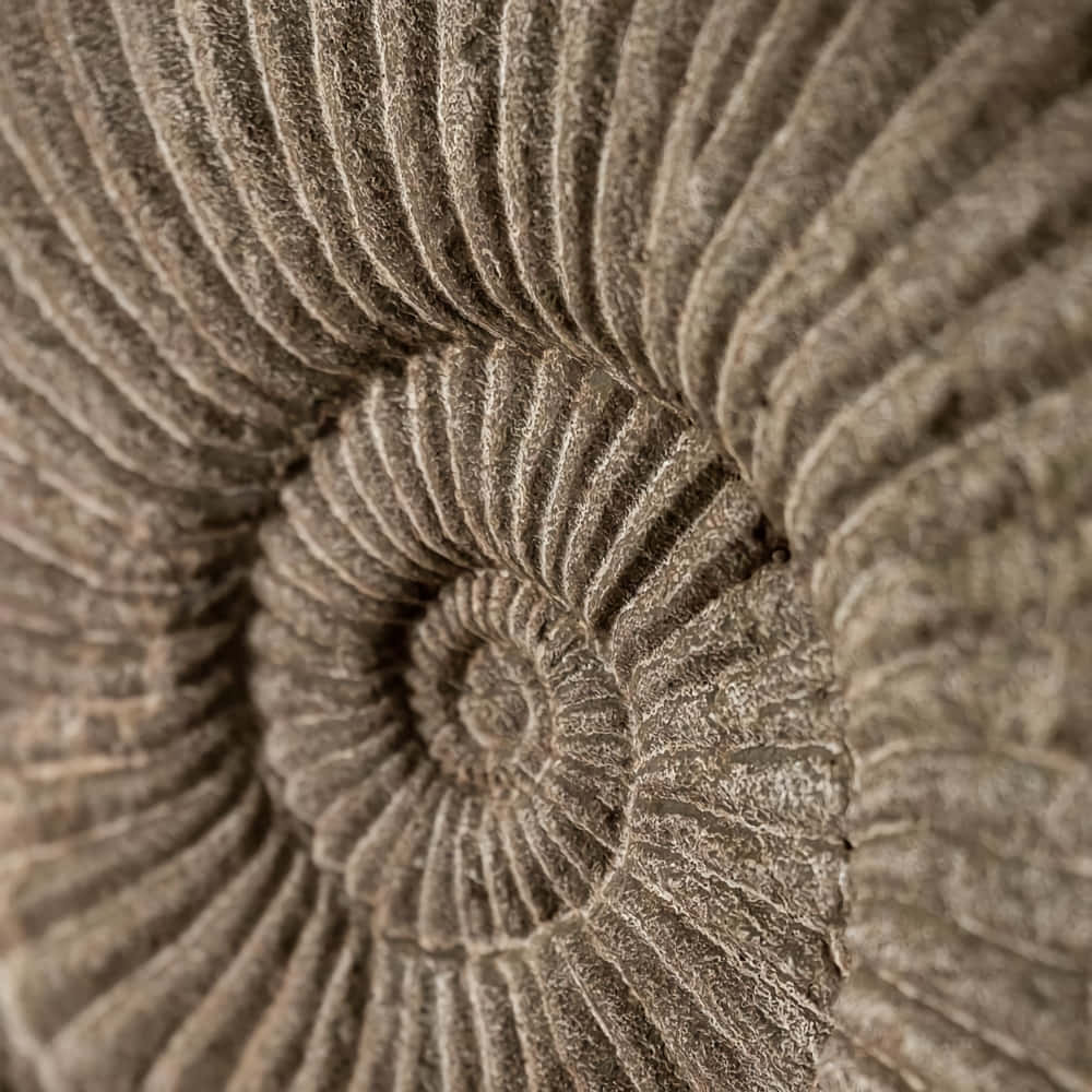 ammonite fossil, concentric ridges, spiral patterns, SD Desktop Wallpaper