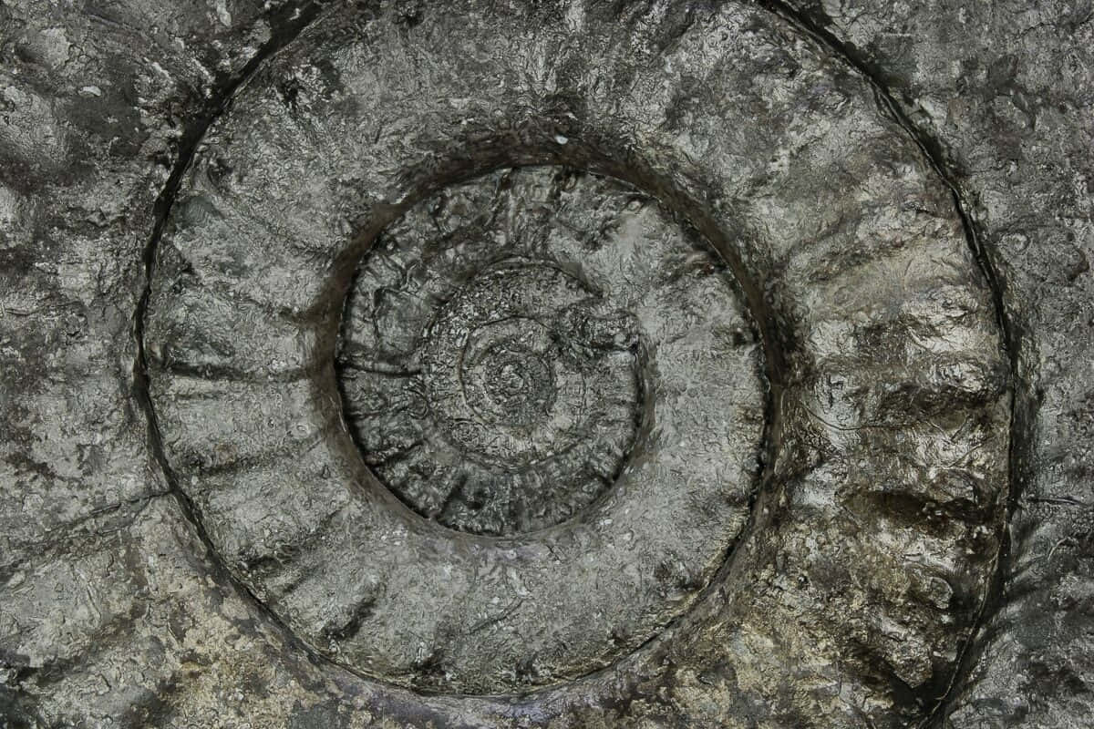fossilized ammonite, gray ammonite fossil, rough stone, SD Desktop Wallpaper