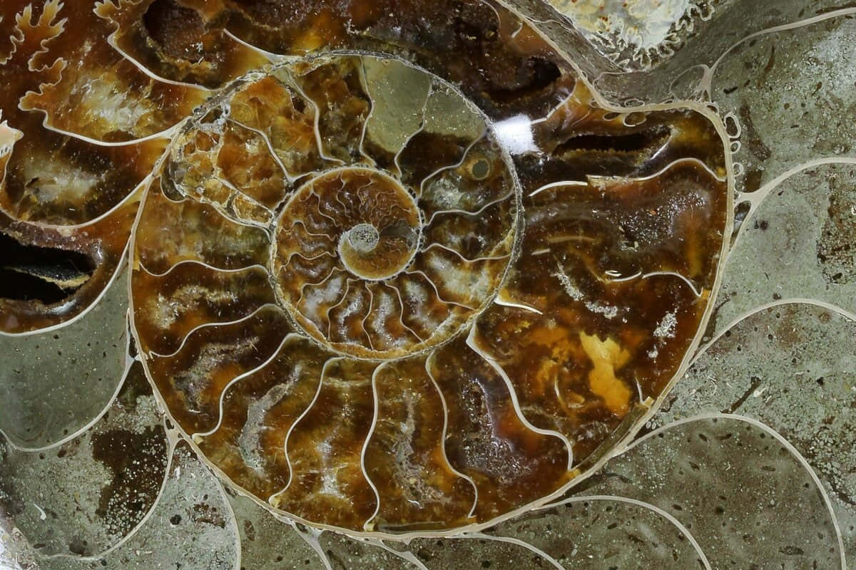 polished ammonite fossil, brown, cream, SD Desktop Wallpaper