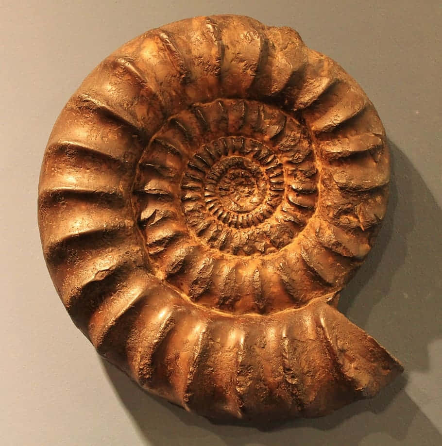 ancient ammonite fossil, golden-brown, intricate spiral ridges, SD Phone Wallpaper